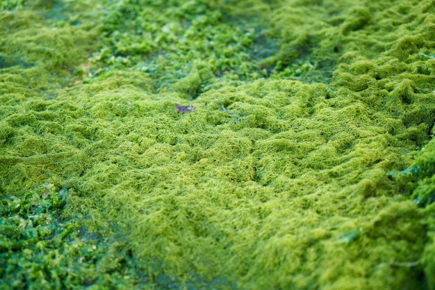 藻
